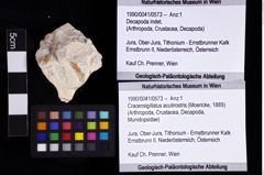 Foto (Objket + Etiketten) von Cracensigillatus acutirostris (Moericke, 1889) 